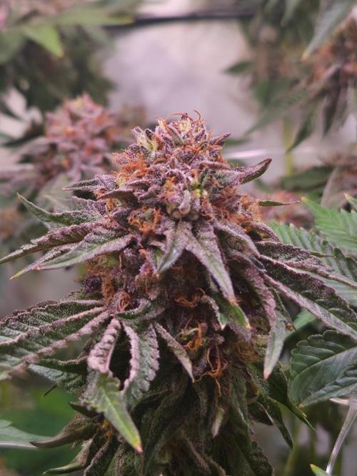 Dark Matter x Black Magic | Potion 🇺🇸. Week 13