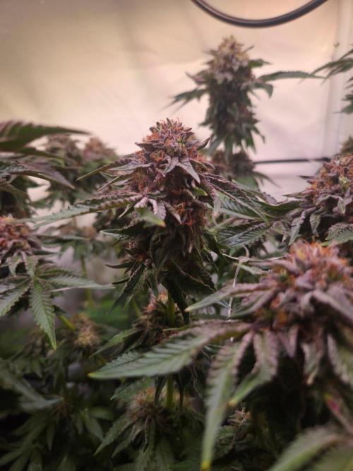 Dark Matter x Black Magic | Potion 🇺🇸. Week 13