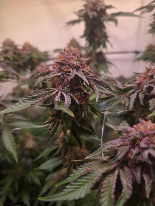 Dark Matter x Black Magic | Potion 🇺🇸. Week 13