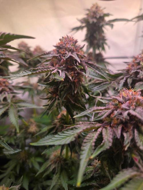 Dark Matter x Black Magic | Potion 🇺🇸. Week 13