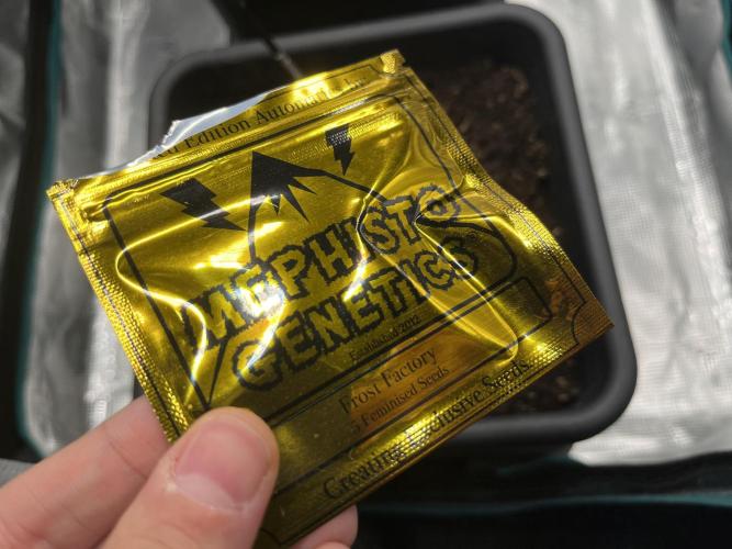 Frost Factory by Mephisto genetics. Week 0