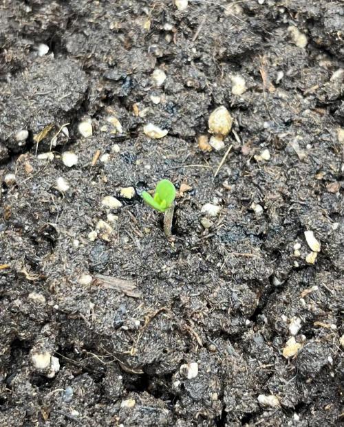 Frost Factory by Mephisto genetics. Week 0