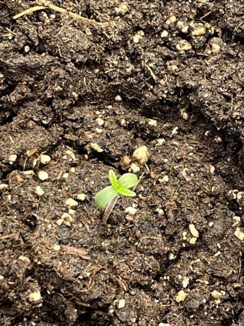 Frost Factory by Mephisto genetics. Week 0