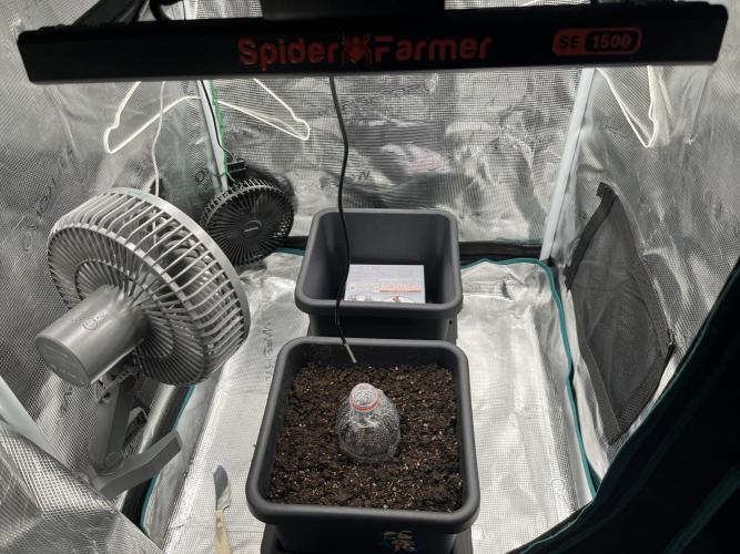 Frost Factory by Mephisto genetics. Week 0