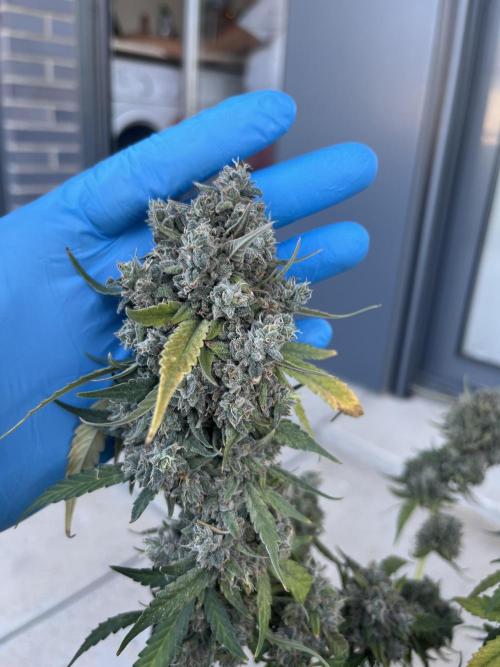 Gobstomper by Mephisto genetics. Week 14