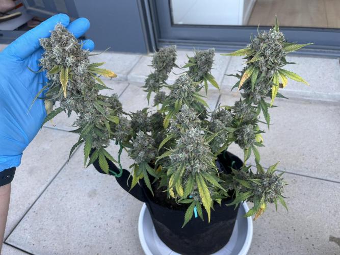 Gobstomper by Mephisto genetics. Week 14