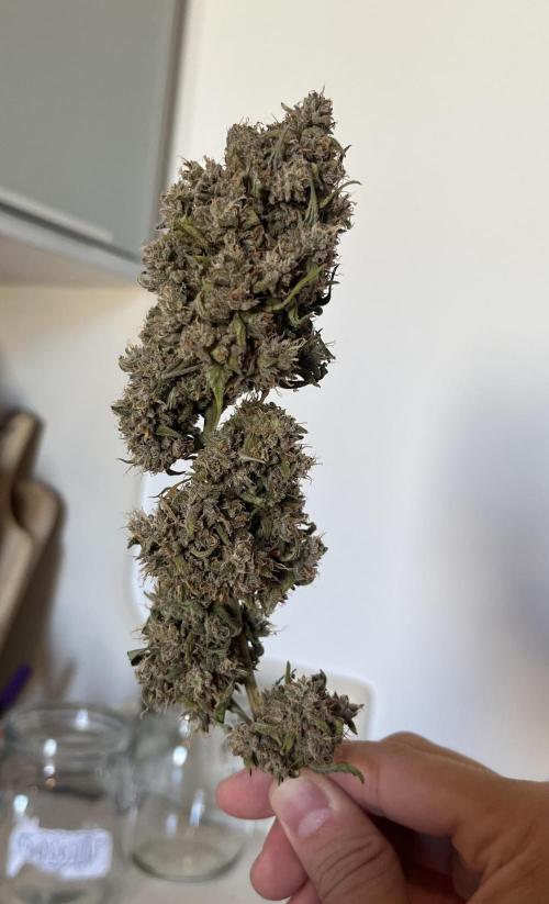 Gobstomper by Mephisto genetics. Week 14