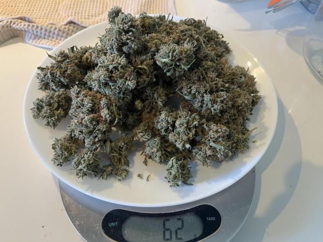 Gobstomper by Mephisto genetics. Week 14