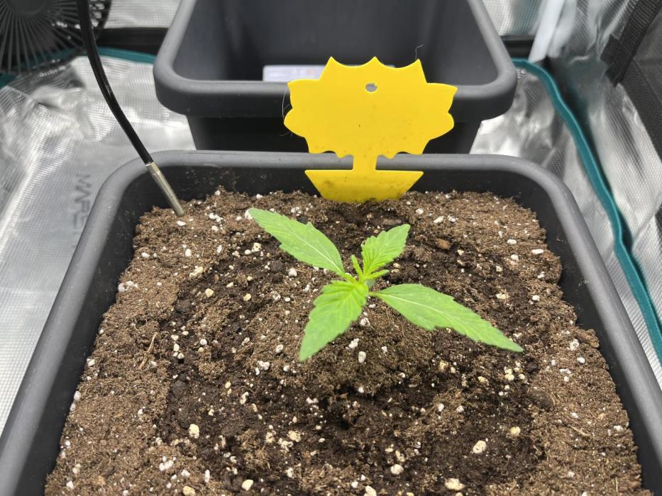 Frost Factory by Mephisto genetics. Week 1 - D7