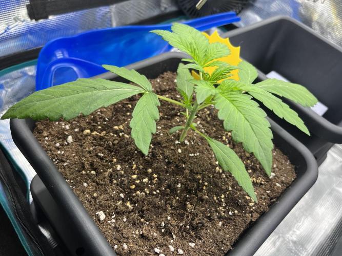 Frost Factory by Mephisto genetics. Week 2 - D14