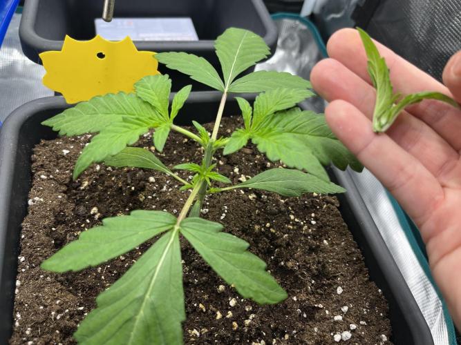 Frost Factory by Mephisto genetics. Week 2 - D14 topping