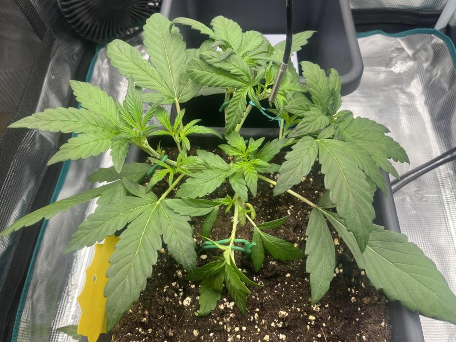 Frost Factory by Mephisto genetics. Week 3