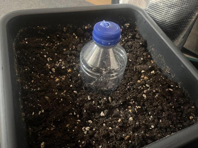 Strawberry Banana Auto +Autopot +Biotabs. Week 0