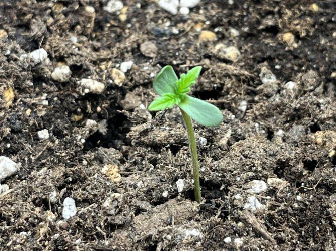 Strawberry Banana Auto +Autopot +Biotabs. Week 0