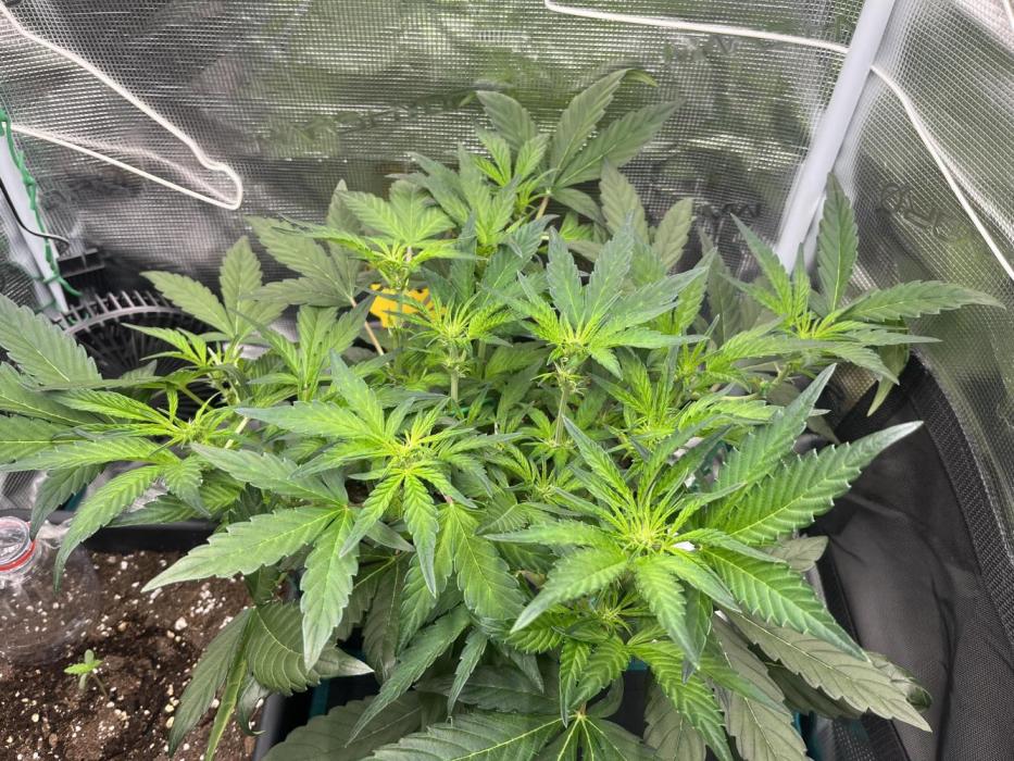 Frost Factory by Mephisto genetics. Week 4