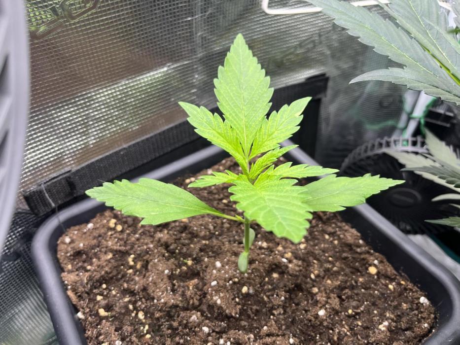 Strawberry Banana Auto +Autopot +Biotabs. Week 1