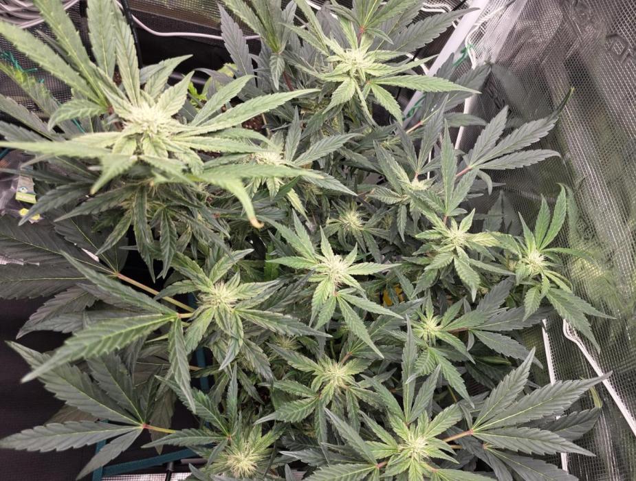 Frost Factory by Mephisto genetics. Week 5