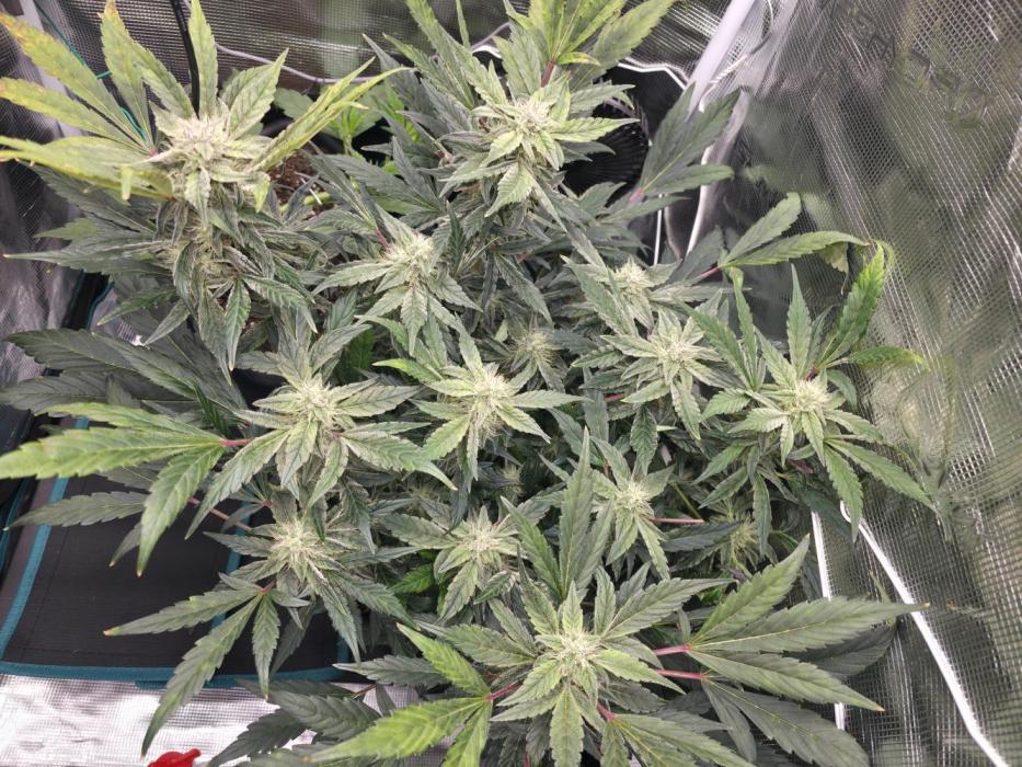 Frost Factory by Mephisto genetics. Week 6