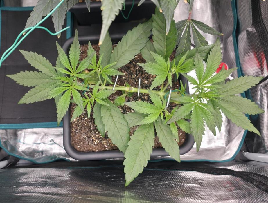 Strawberry Banana Auto +Autopot +Biotabs. Week 3