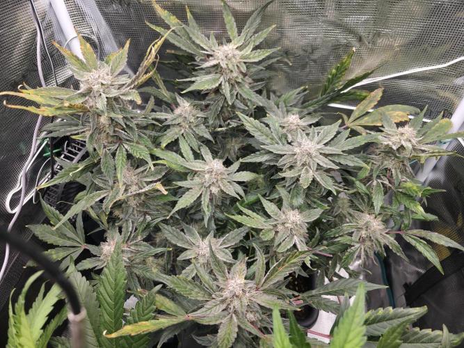 Frost Factory by Mephisto genetics. Week 7