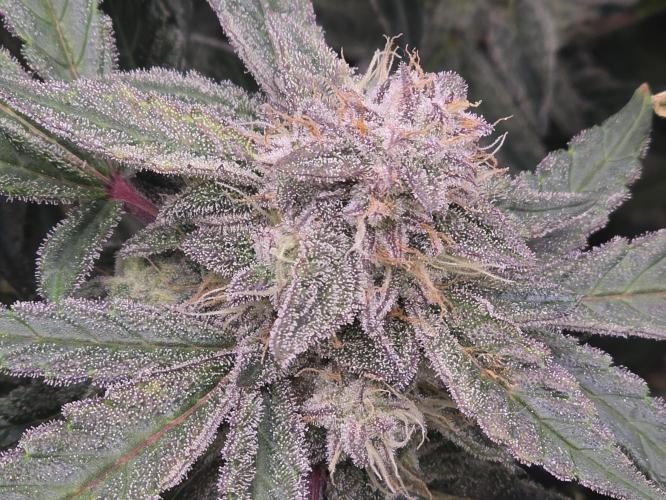 Frost Factory by Mephisto genetics. Week 7