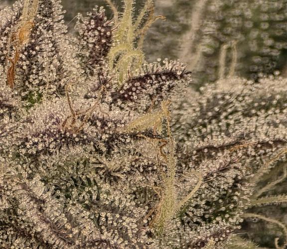 Frost Factory by Mephisto genetics. Week 7