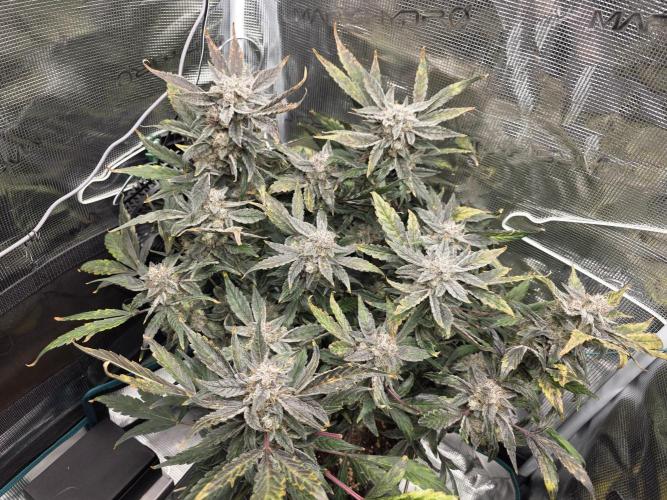 Frost Factory by Mephisto genetics. Week 9