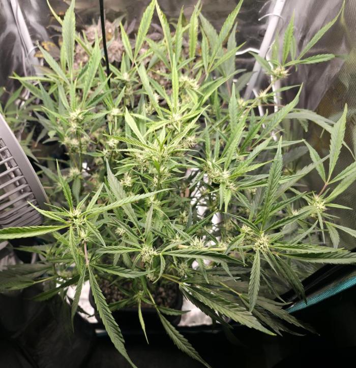 Strawberry Banana Auto +Autopot +Biotabs. Week 7