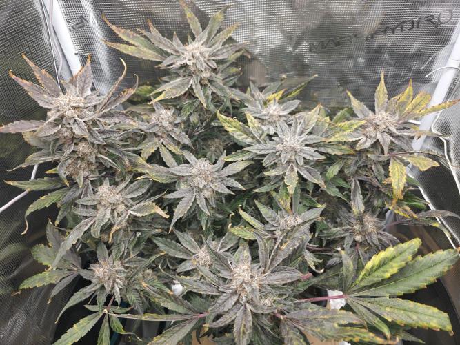 Frost Factory by Mephisto genetics. Week 12