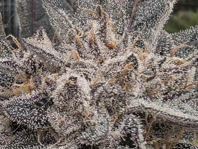 Frost Factory by Mephisto genetics. Week 12