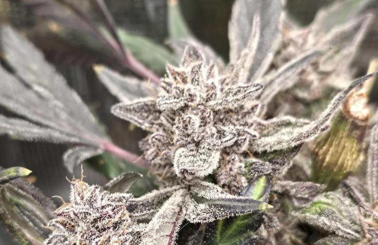 Frost Factory by Mephisto genetics. Week 12