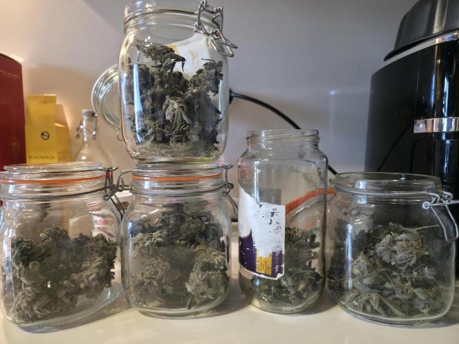 Frost Factory by Mephisto genetics. Week 12