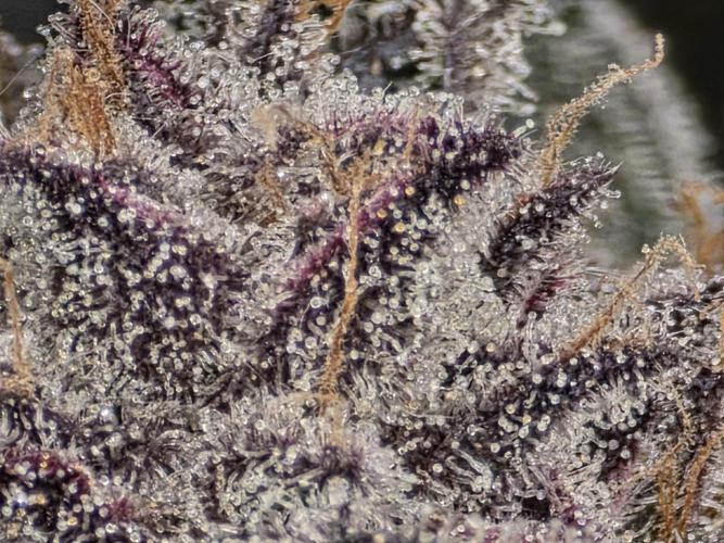 Frost Factory by Mephisto genetics. Week 12