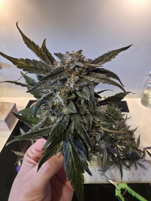 Frost Factory by Mephisto genetics. Week 12