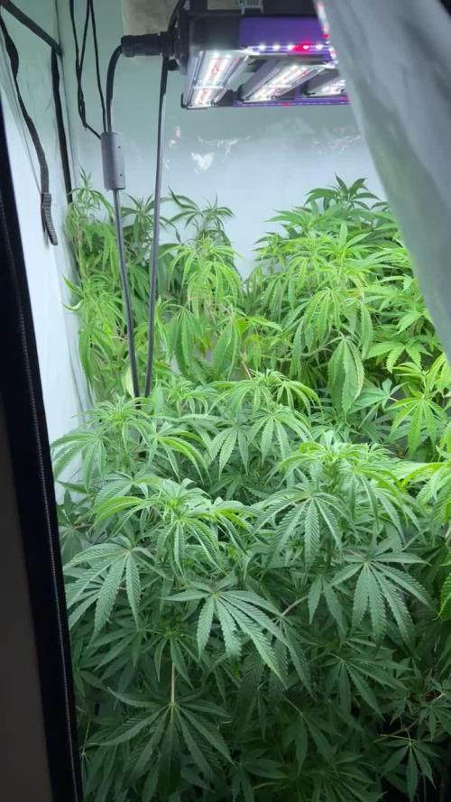 2ter Grow, Lemon Cherry Gelato, Strawberry Lemonade 