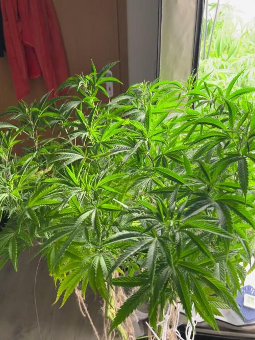 2ter Grow, Lemon Cherry Gelato, Strawberry Lemonade 