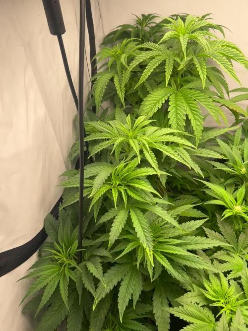 2ter Grow, Lemon Cherry Gelato, Strawberry Lemonade 