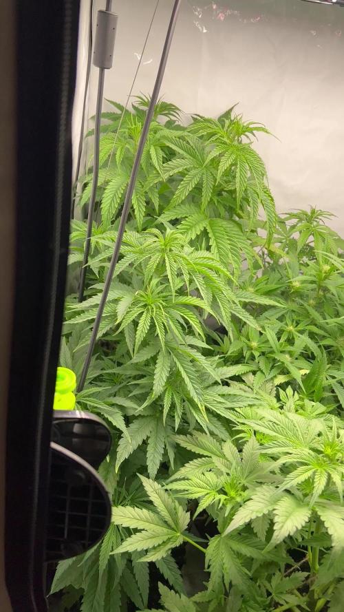 2ter Grow, Lemon Cherry Gelato, Strawberry Lemonade 