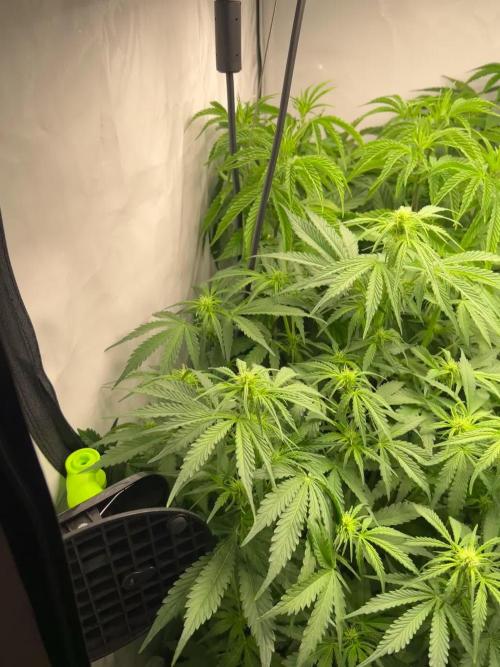 2ter Grow, Lemon Cherry Gelato, Strawberry Lemonade 