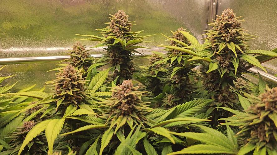 Black Muffin F1 Fast Version