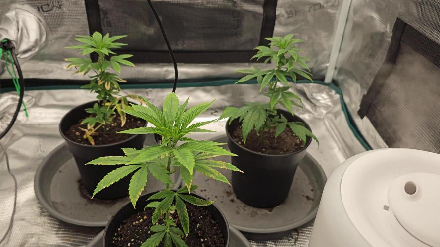 Black Muffin F1 2 Generation Steckling