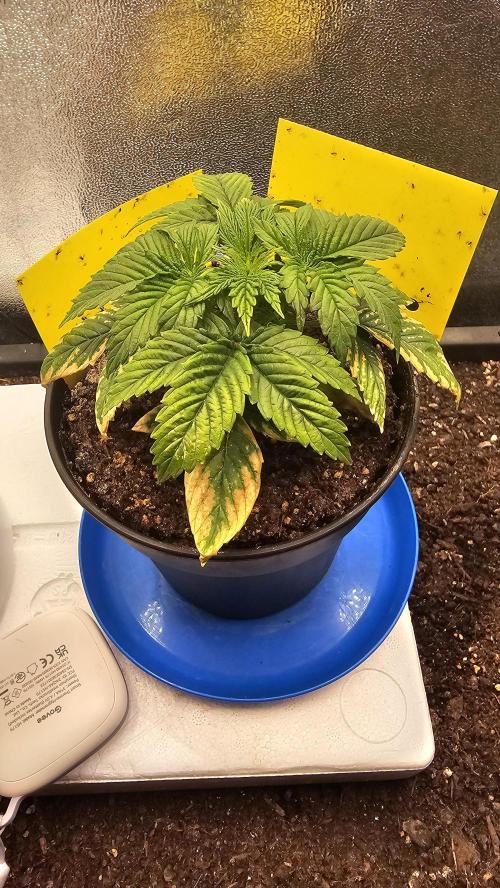 Mandarine Jam. Week 3