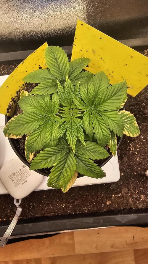 Mandarine Jam. Week 3
