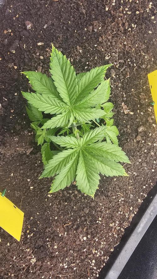 Mandarine Jam. Week 5