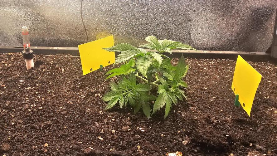 Mandarine Jam. Week 5