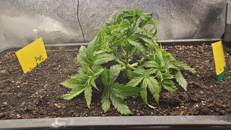 Mandarine Jam. Week 6