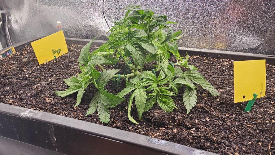 Mandarine Jam. Week 6
