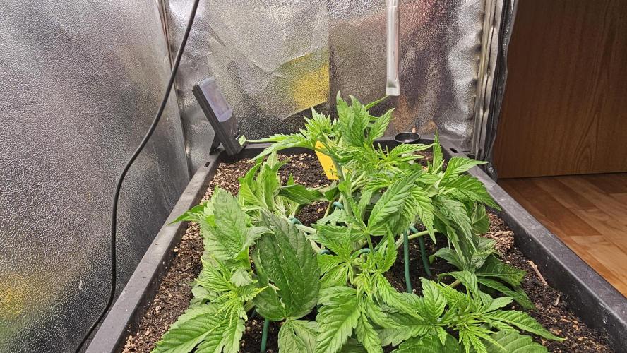 Mandarine Jam. Week 7