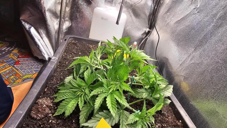 Mandarine Jam. Week 7