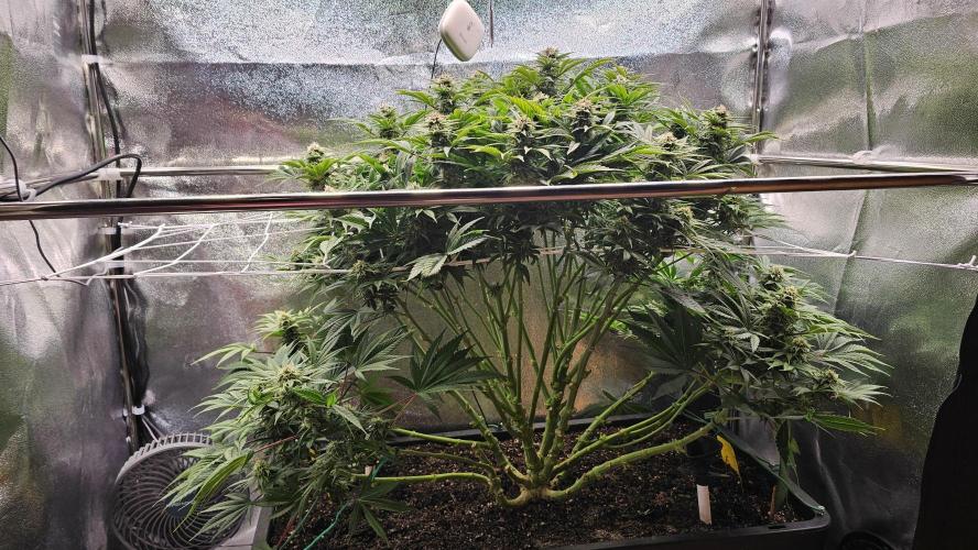 Mandarine Jam. Week 17